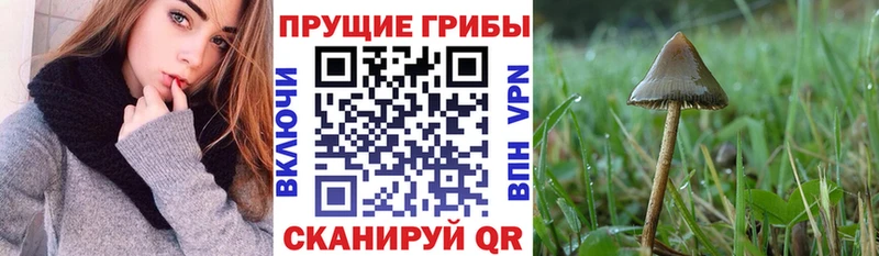 дарнет шоп мега маркетплейс Псилоцибиновые грибы Psilocybe Миасс